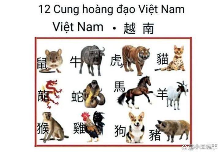 猫不惜跨国走私：从舌尖陋习到社会撕裂CQ9电子游戏越南一年狂吃400万只(图1)