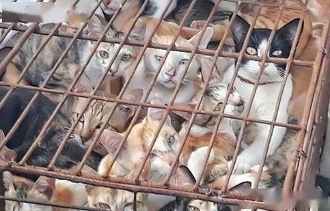 猫不惜跨国走私：从舌尖陋习到社会撕裂CQ9电子游戏越南一年狂吃400万只(图2)