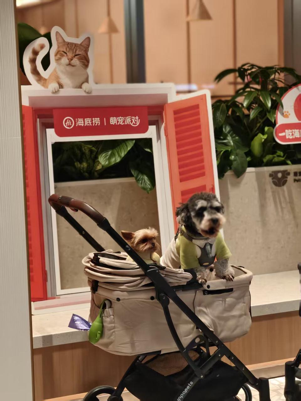 海底捞宠物友好主题店落户苏州 创新场景开启“与宠相伴”火锅新体验(图1)