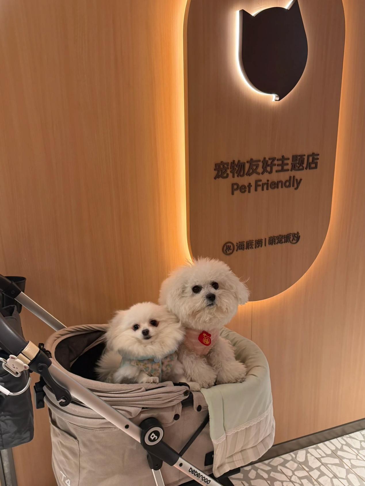 海底捞宠物友好主题店落户苏州 创新场景开启“与宠相伴”火锅新体验(图4)