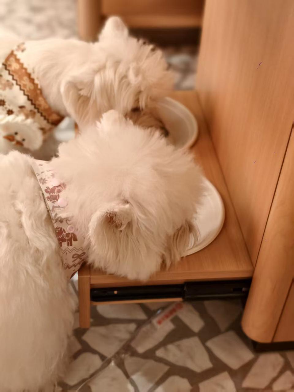 海底捞宠物友好主题店落户苏州 创新场景开启“与宠相伴”火锅新体验(图5)