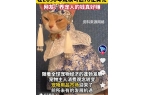 婴幼儿奶粉2倍！网友：活的猫狗还不如CQ